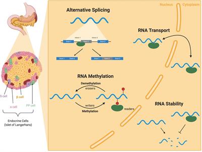 mRNA Processing: An Emerging Frontier in the Regulation of Pancreatic β Cell Function